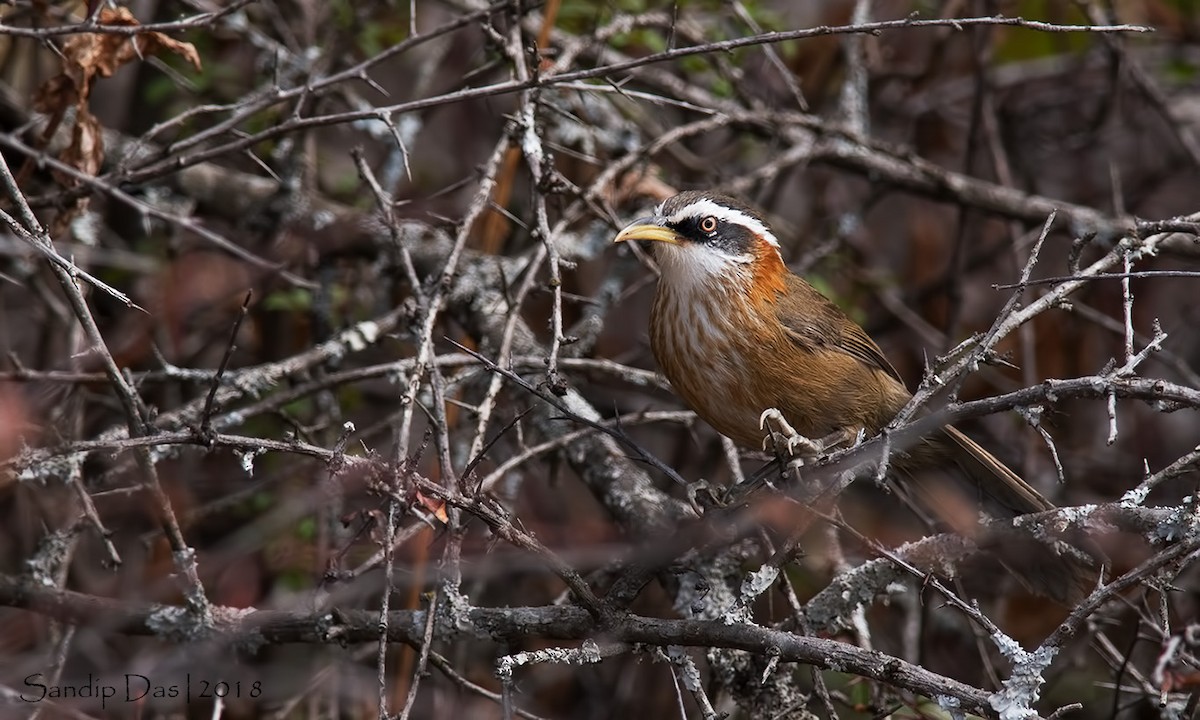 Streak-breasted Scimitar-Babbler - ML89824011