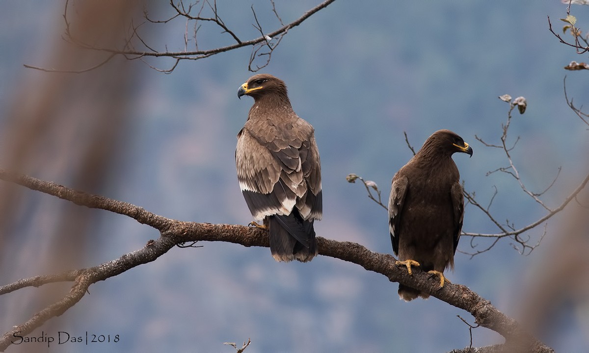 Águila Esteparia - ML89824311