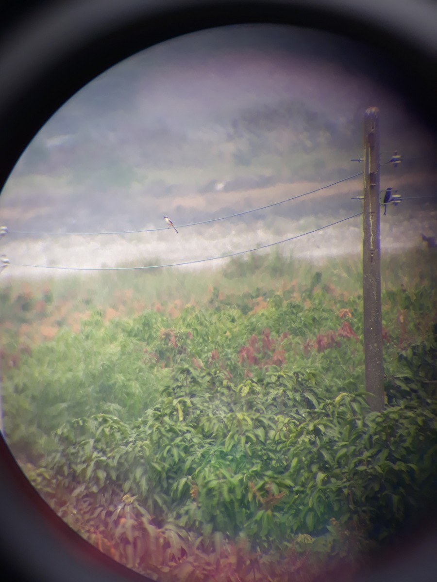 Long-tailed Shrike - ML89824531