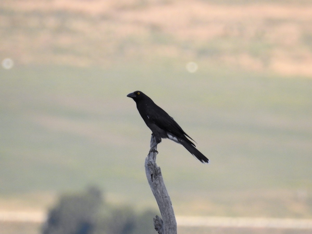 Pied Currawong - ML89824571