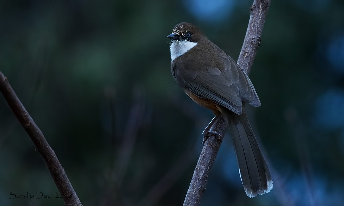 White-throated Laughingthrush - Sandip Das