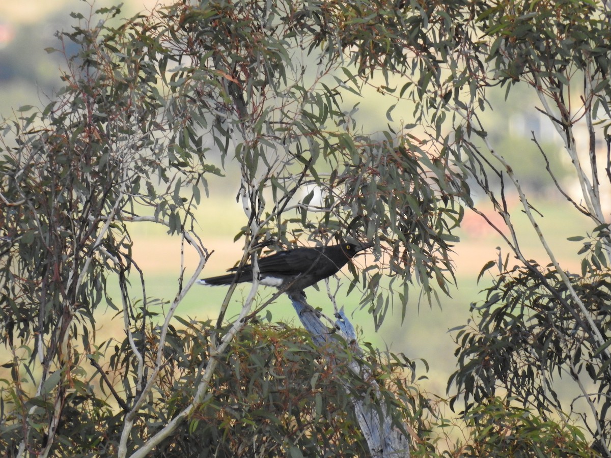 Pied Currawong - ML89824801