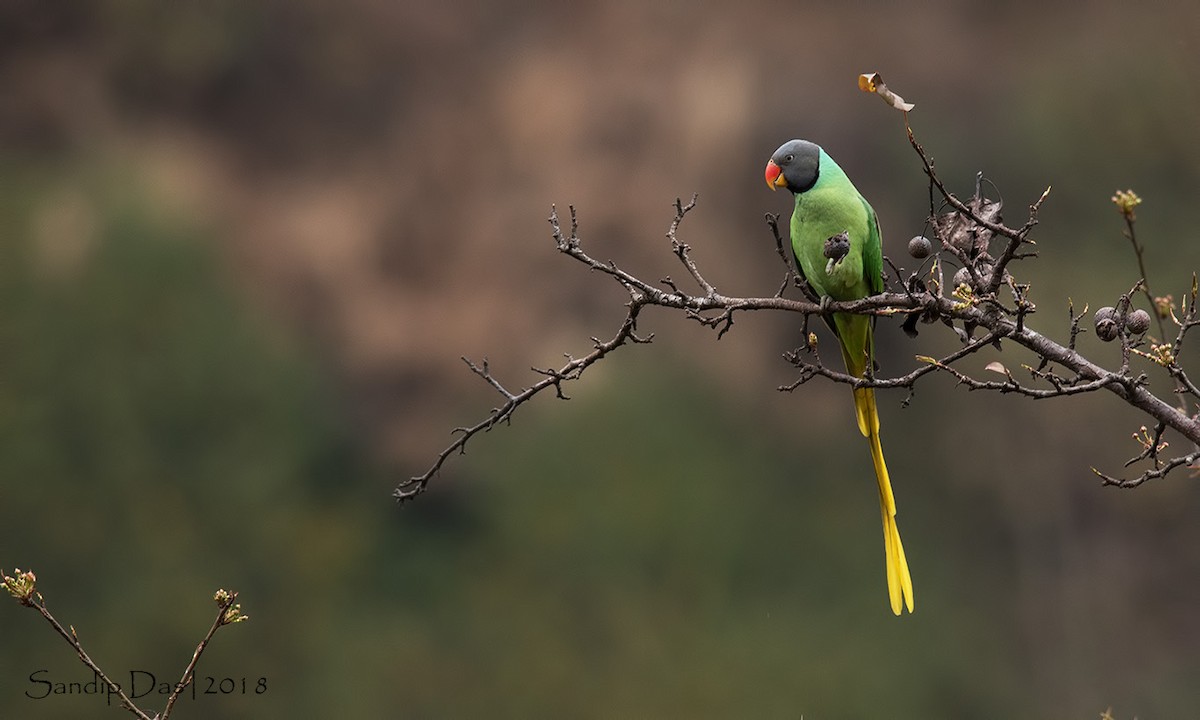 Himalaya Yeşil Papağanı - ML89824811