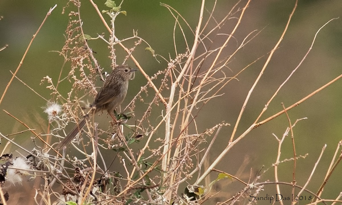 Himalayan Prinia - ML89824891