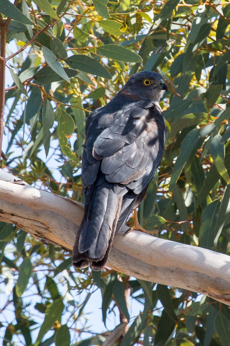 Collared Sparrowhawk - ML89824961
