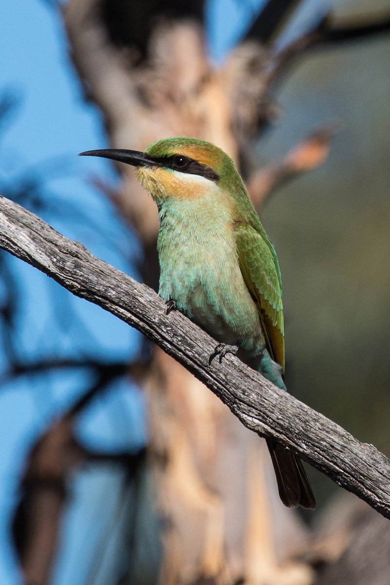 Rainbow Bee-eater - ML89824981
