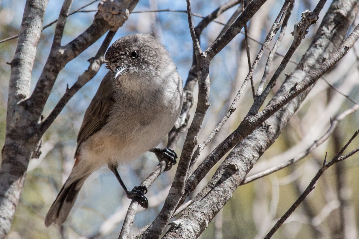 Chestnut-rumped Thornbill - ML89824991