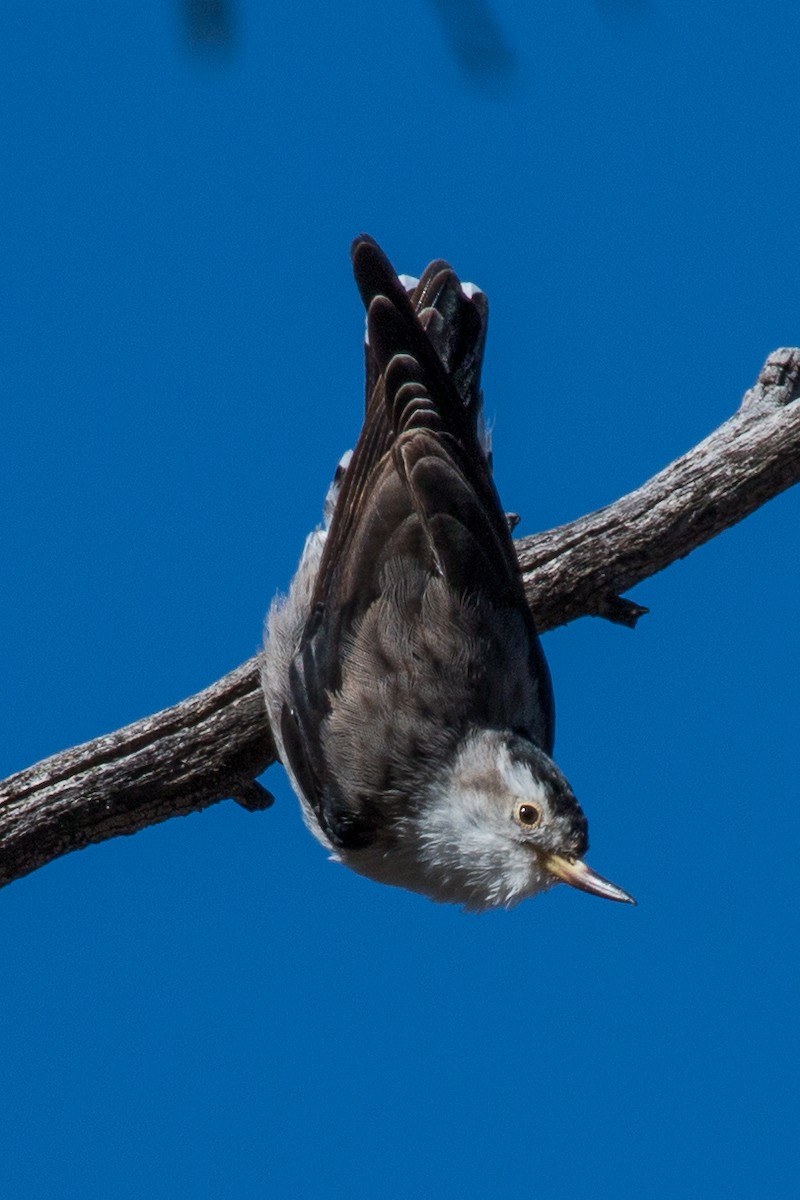 Varied Sittella - ML89825011
