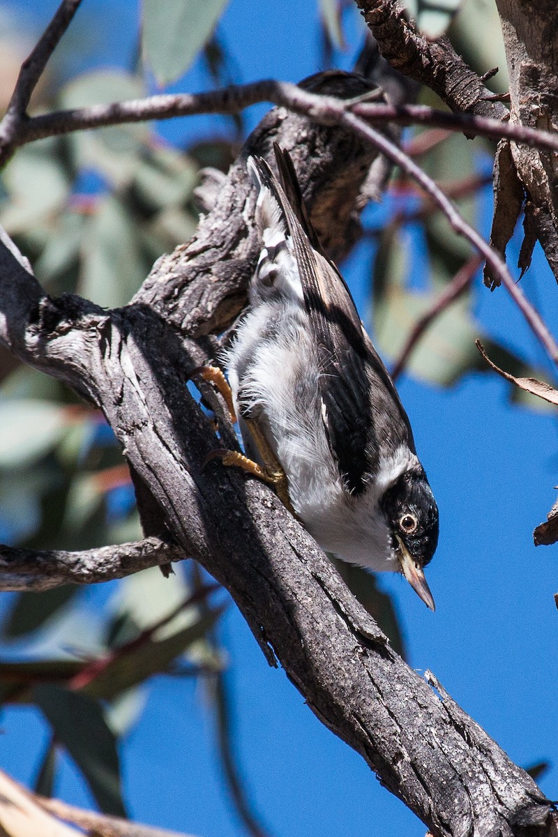 Varied Sittella - ML89825021