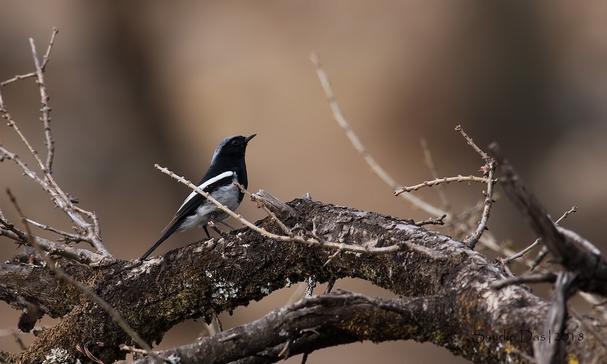 Blue-capped Redstart - ML89825051