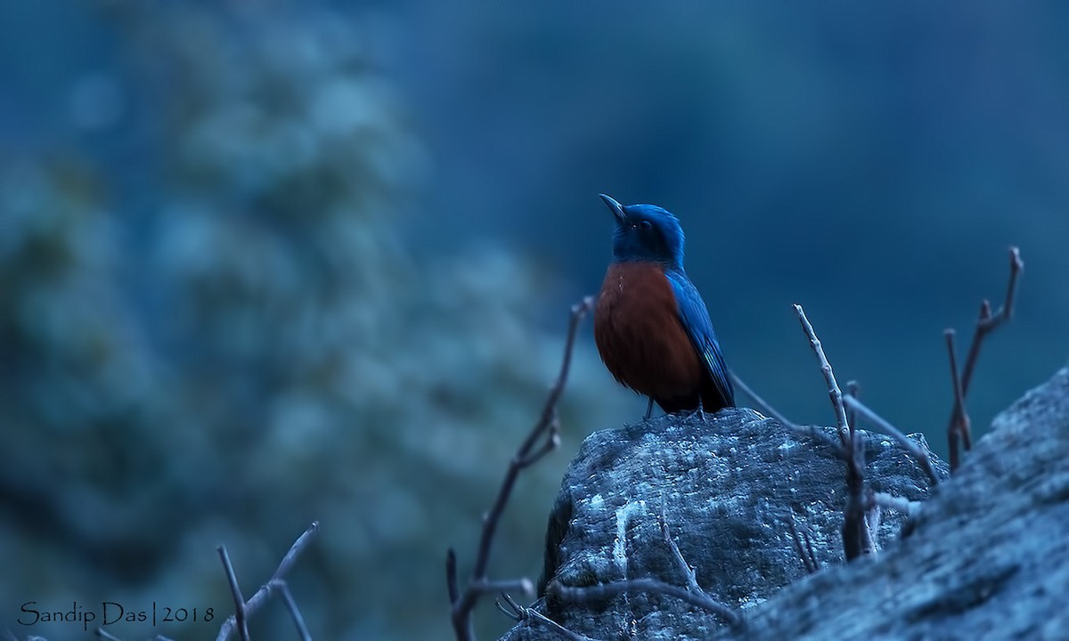 Chestnut-bellied Rock-Thrush - Sandip Das