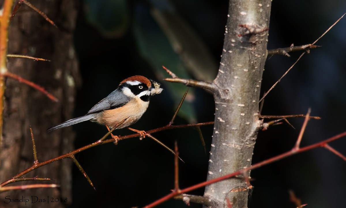 Black-throated Tit - ML89825281