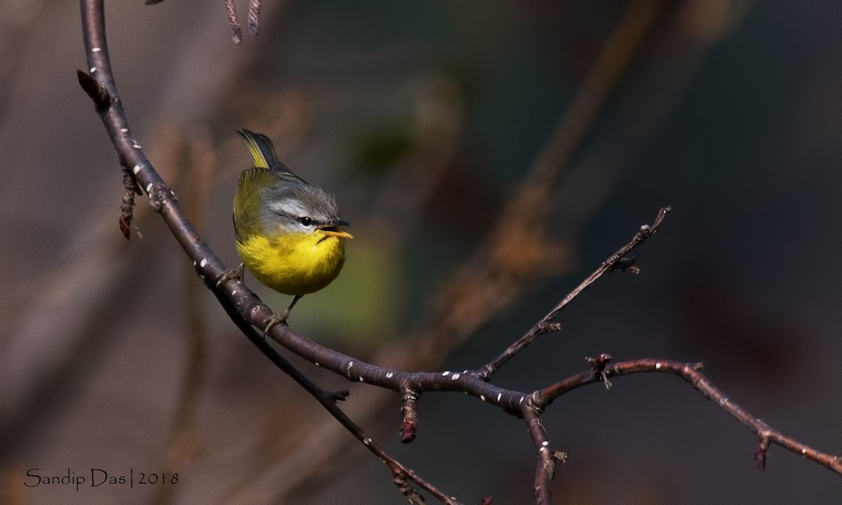 Gray-hooded Warbler - ML89825301