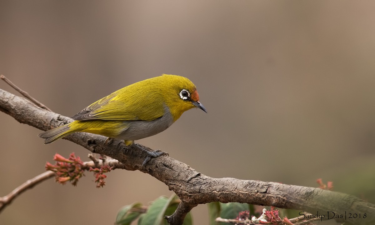 Indian White-eye - ML89825311