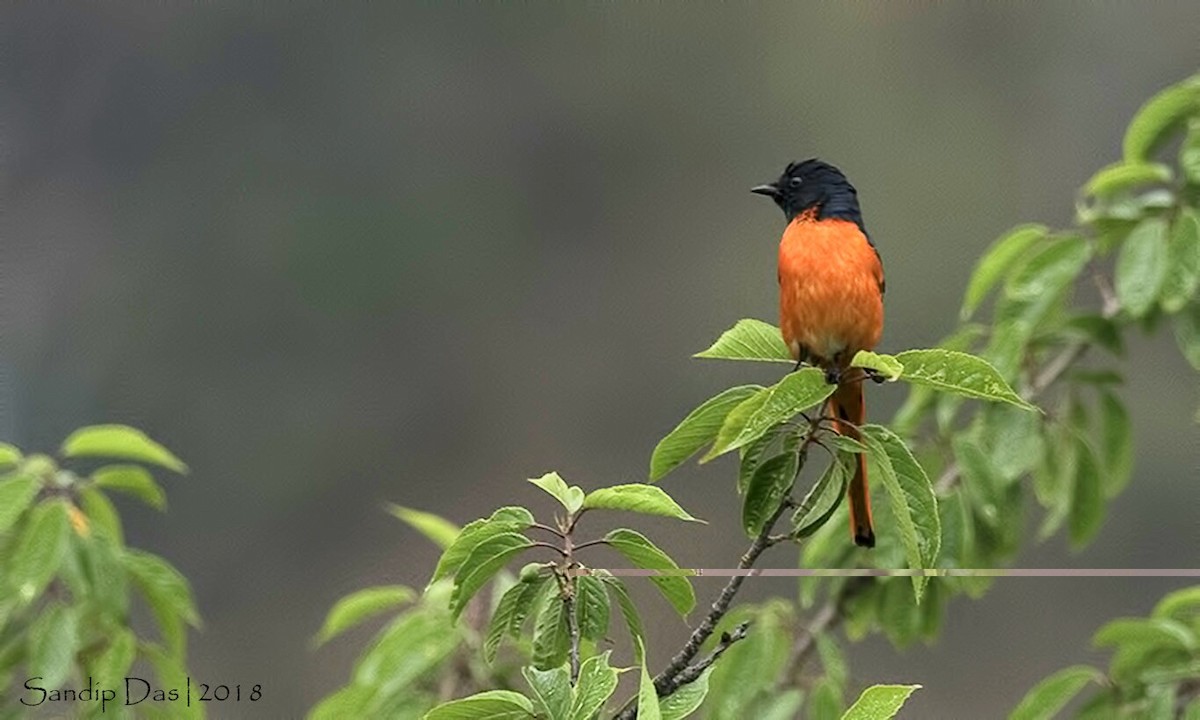 Long-tailed Minivet - Sandip Das