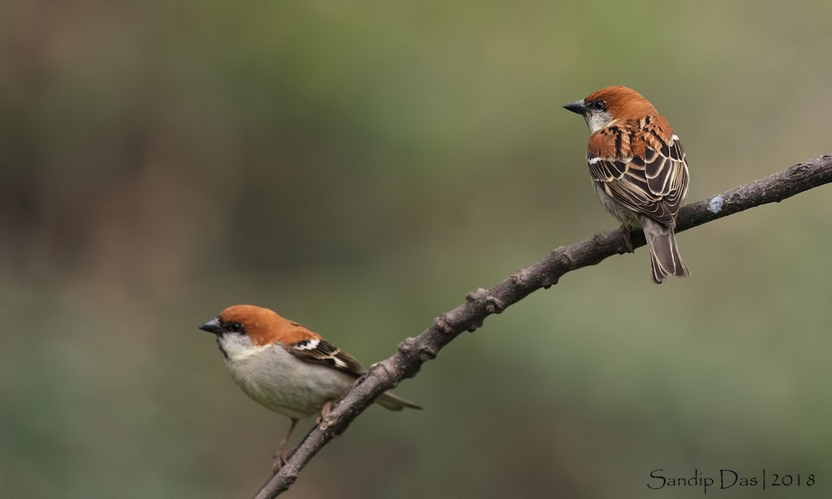 Russet Sparrow - ML89827111