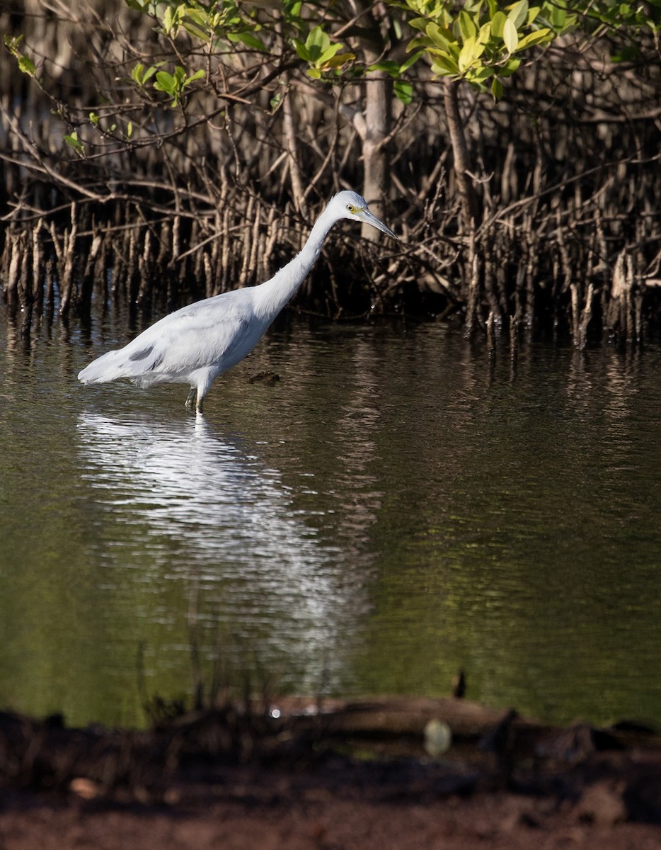 Little Blue Heron - Suzanne Labbé