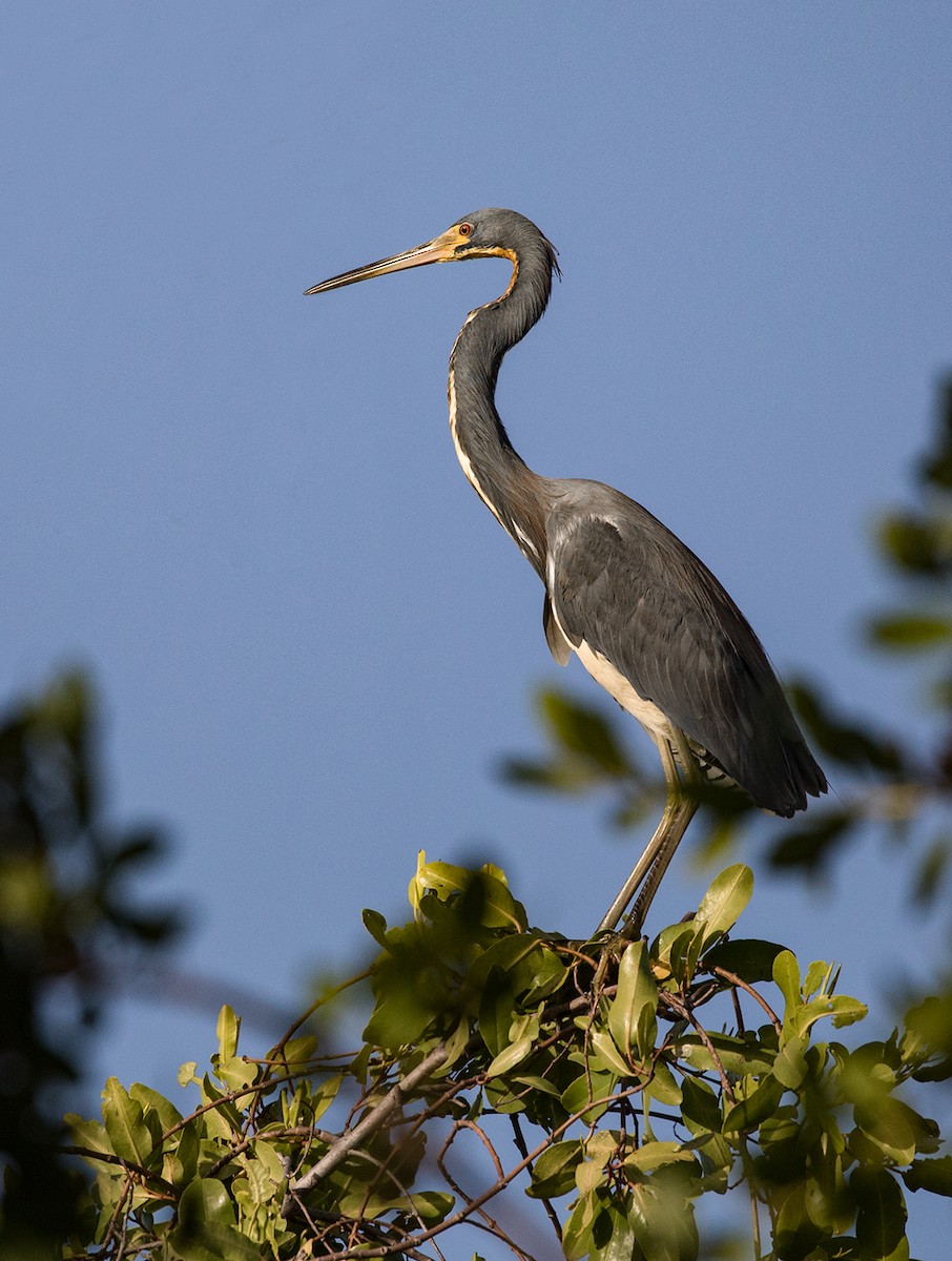 Tricolored Heron - ML89828451