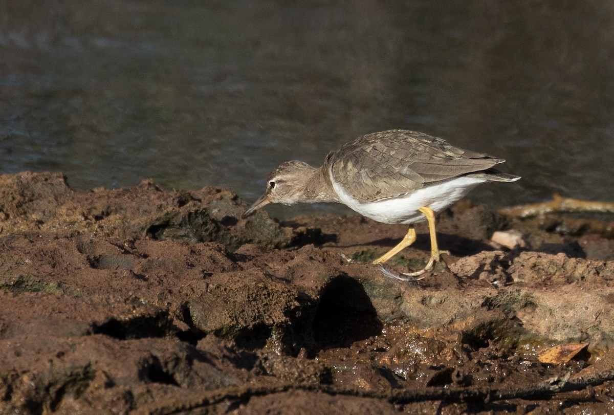 Spotted Sandpiper - ML89828481