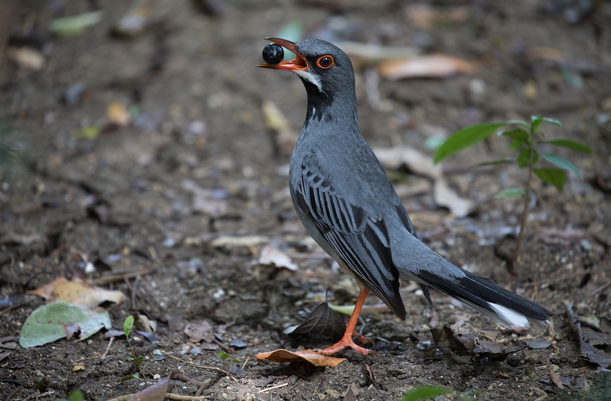 Red-legged Thrush - ML89828561