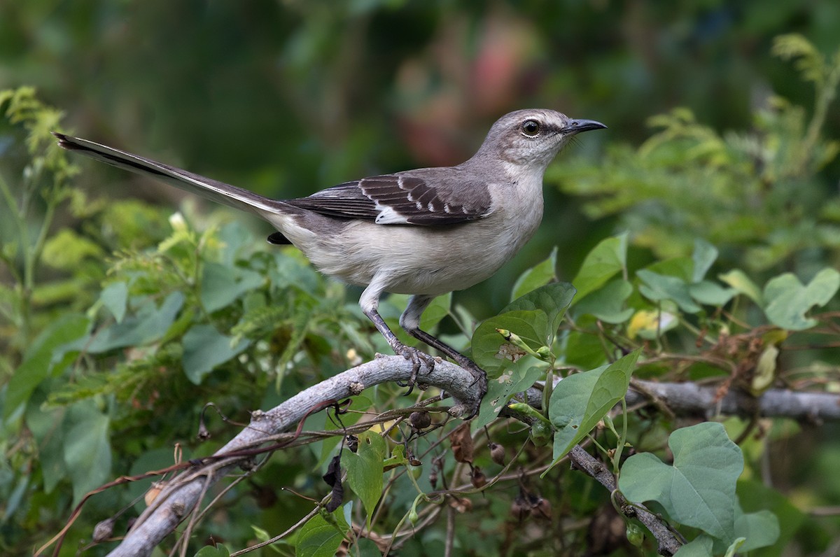 Northern Mockingbird - ML89828581