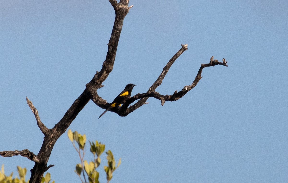 Cuban Oriole - ML89828601