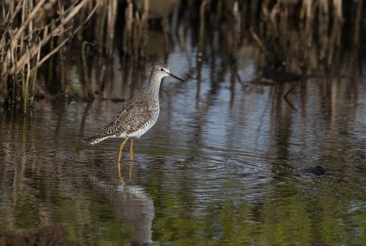 Lesser Yellowlegs - ML89828671