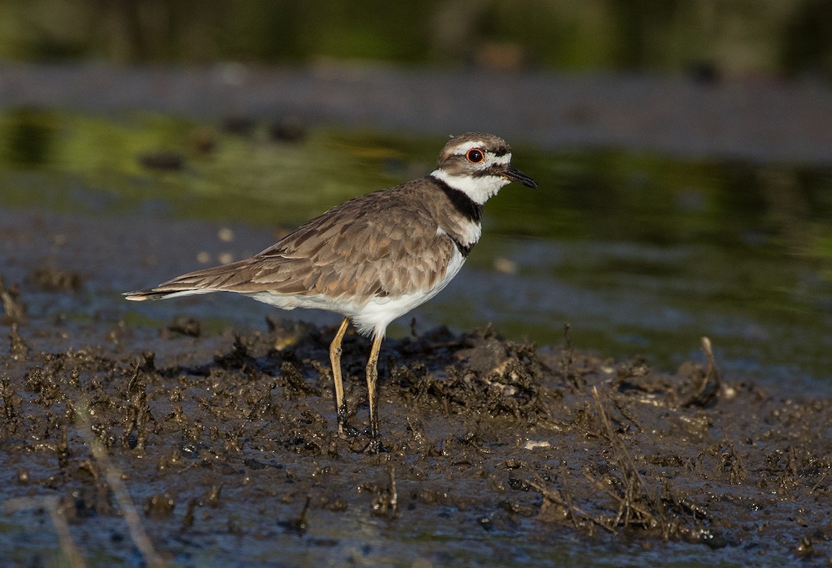 Killdeer - Suzanne Labbé