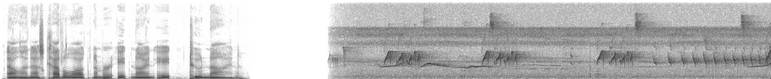 Rußkappen-Kleintyrann - ML89829