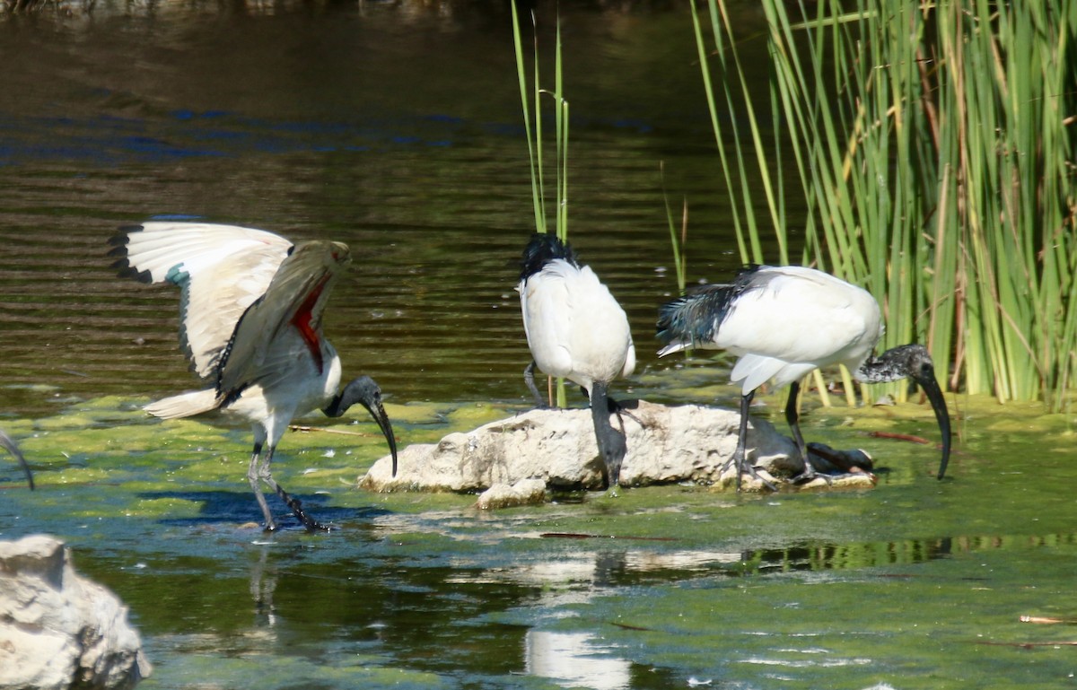 African Sacred Ibis - Krista Oswald