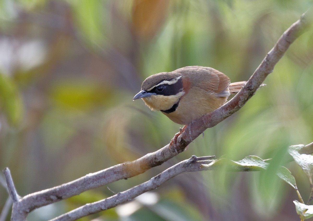 Collared Crescentchest - Dave Curtis