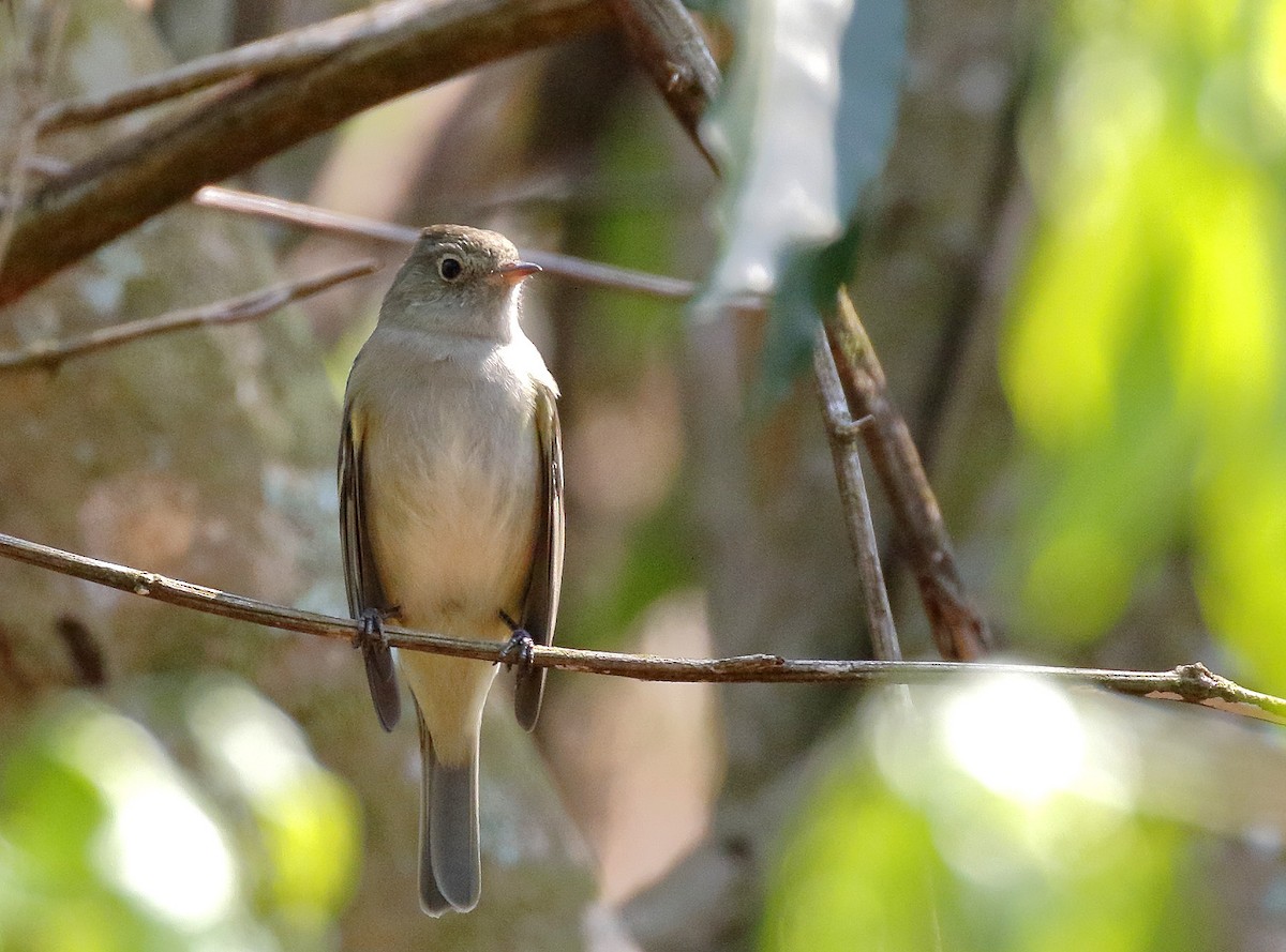 Lesser Elaenia - Dave Curtis