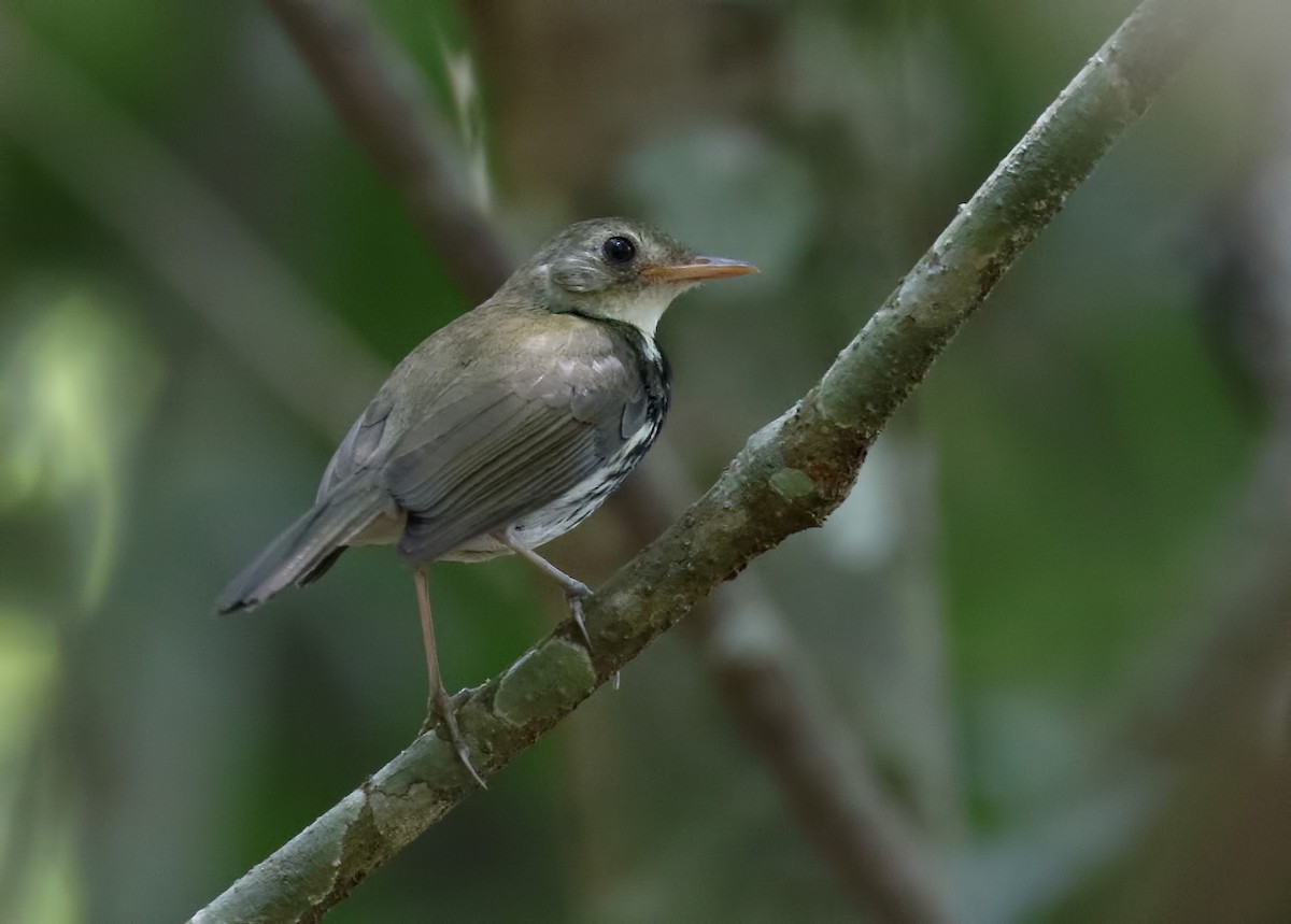 Southern Antpipit - Dave Curtis
