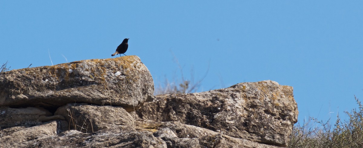 Black Wheatear - ML89835141