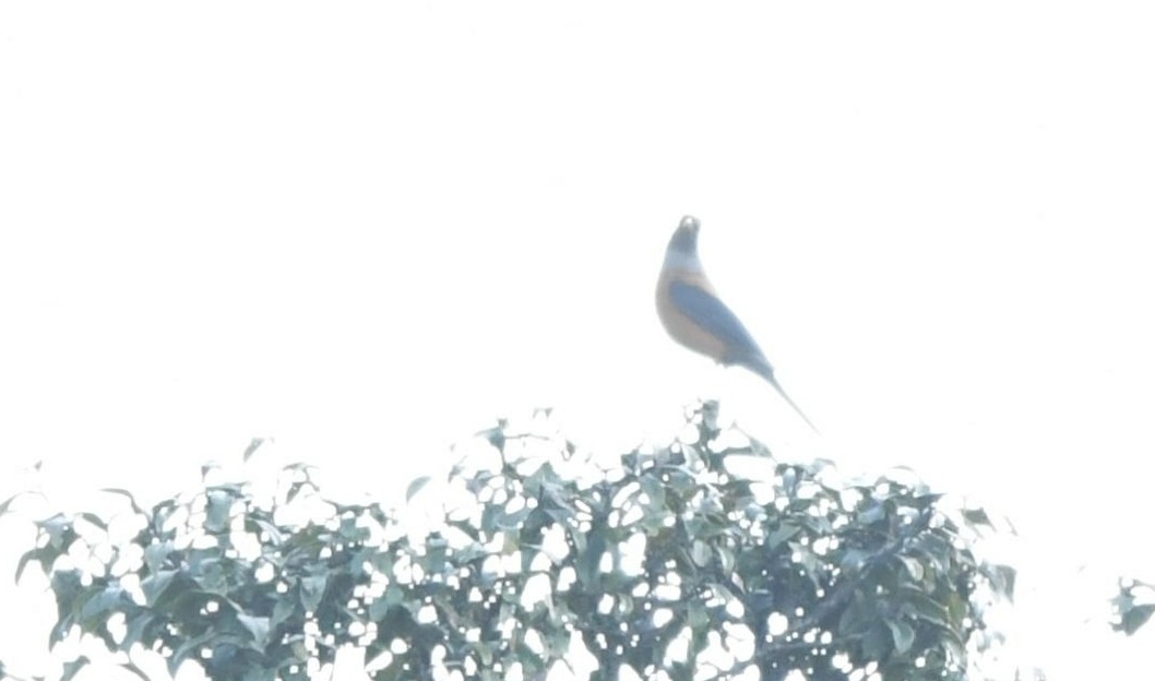 Chestnut Thrush - ML89835531