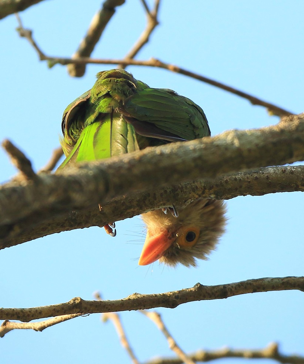Lineated Barbet - ML89835551