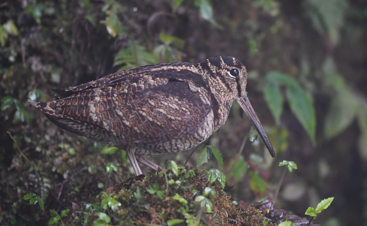 Eurasian Woodcock - ML89835681