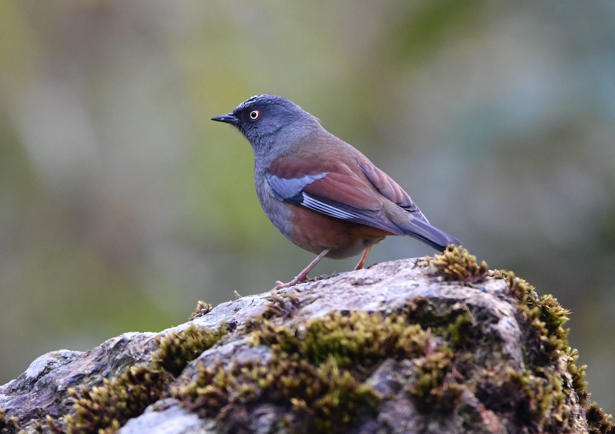 Maroon-backed Accentor - ML89835731