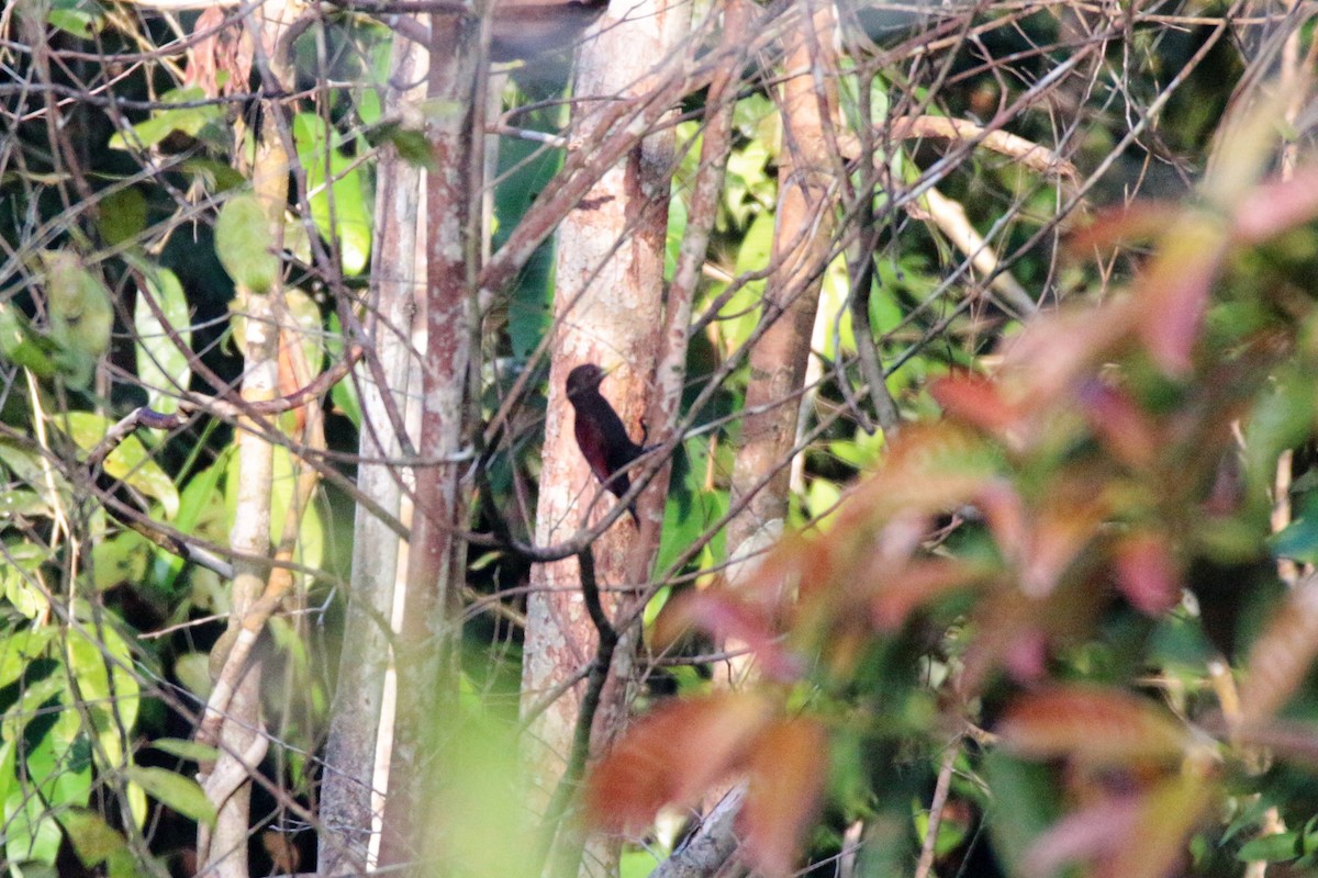 Maroon Woodpecker - ML89835861