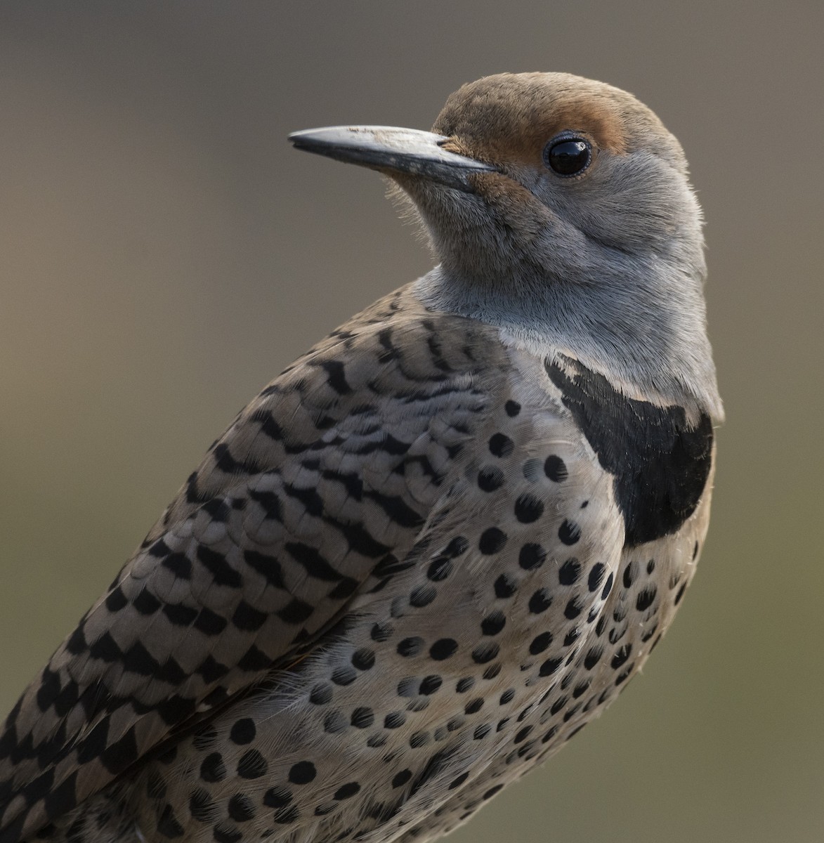 Northern Flicker - ML89836331