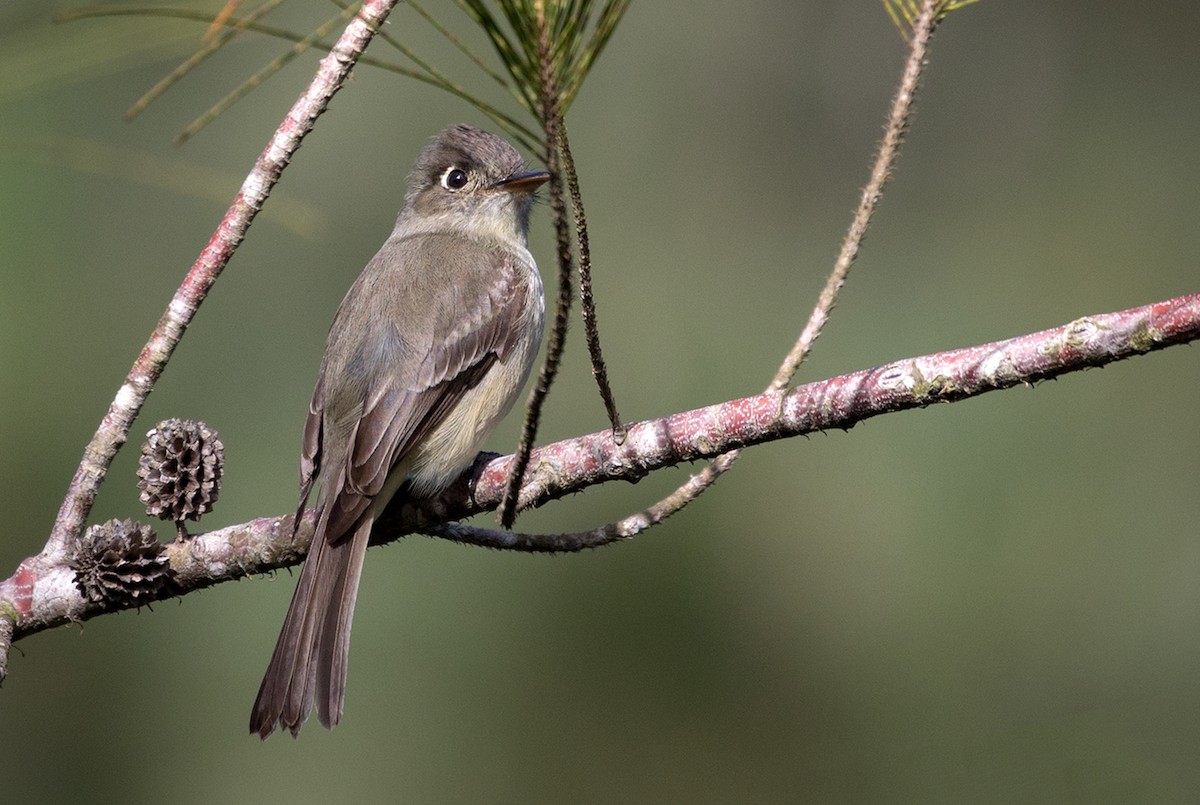 Cuban Pewee - ML89837251