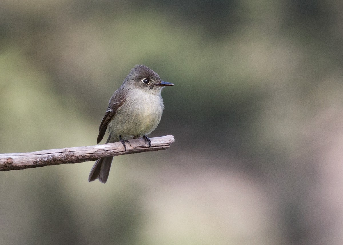 Cuban Pewee - ML89837261