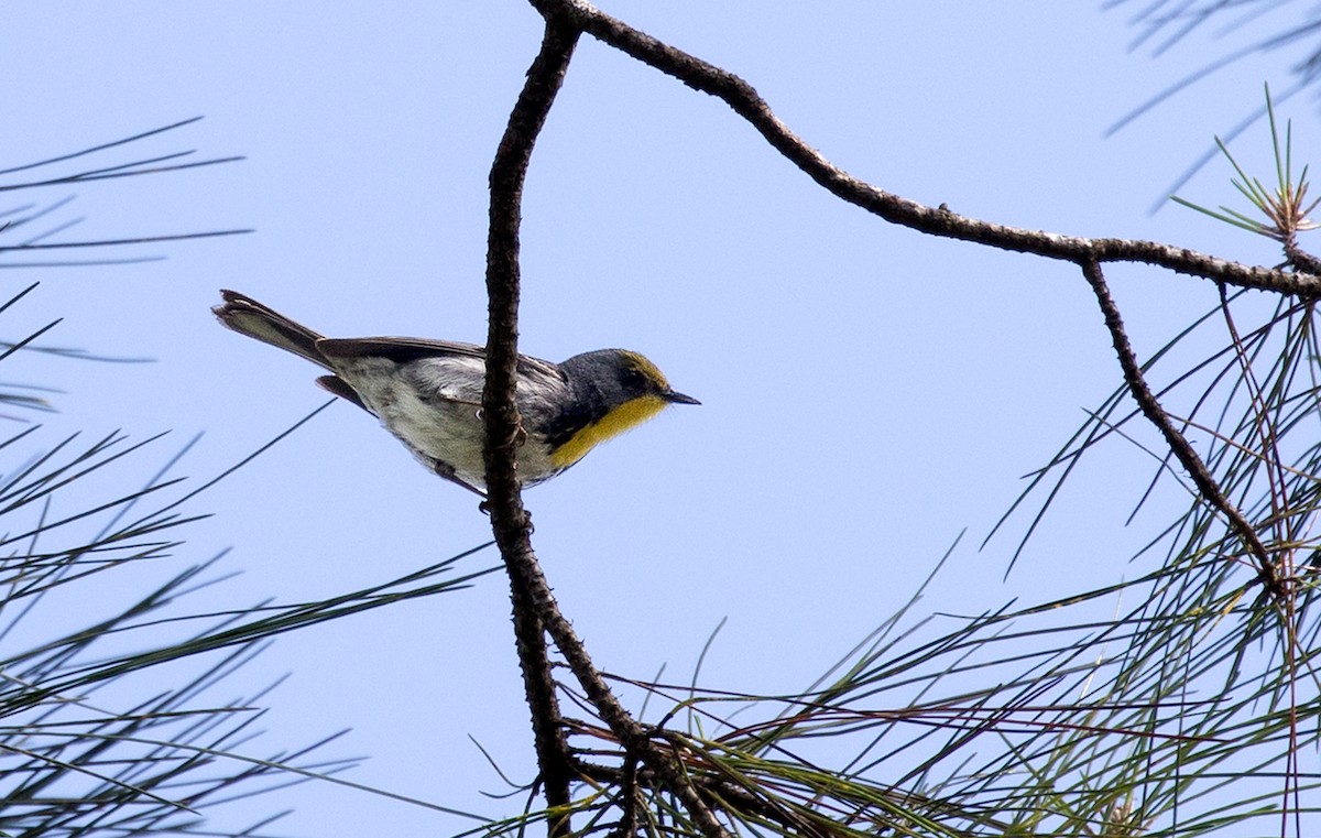 Olive-capped Warbler - ML89837271