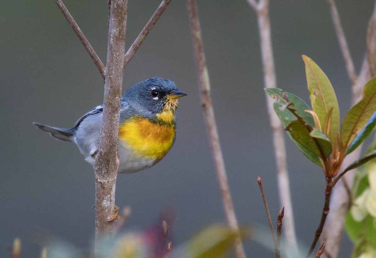 Northern Parula - ML89837291