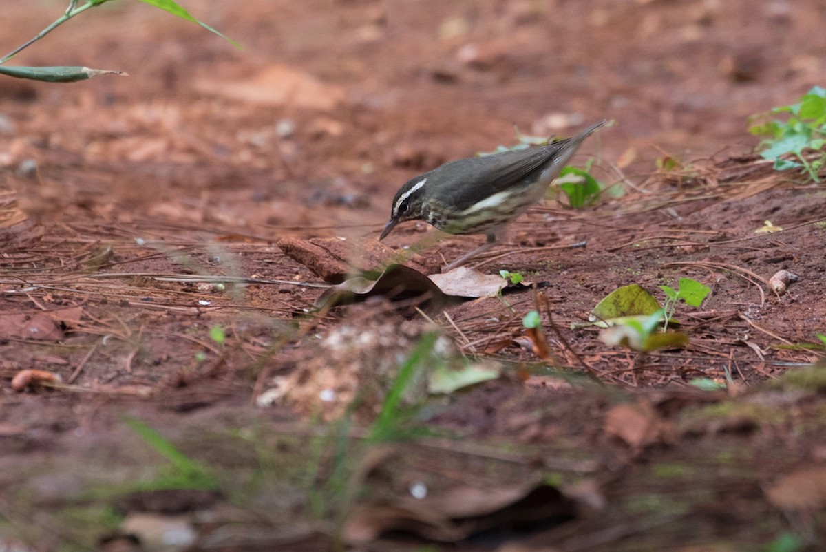 Louisiana Waterthrush - ML89837311