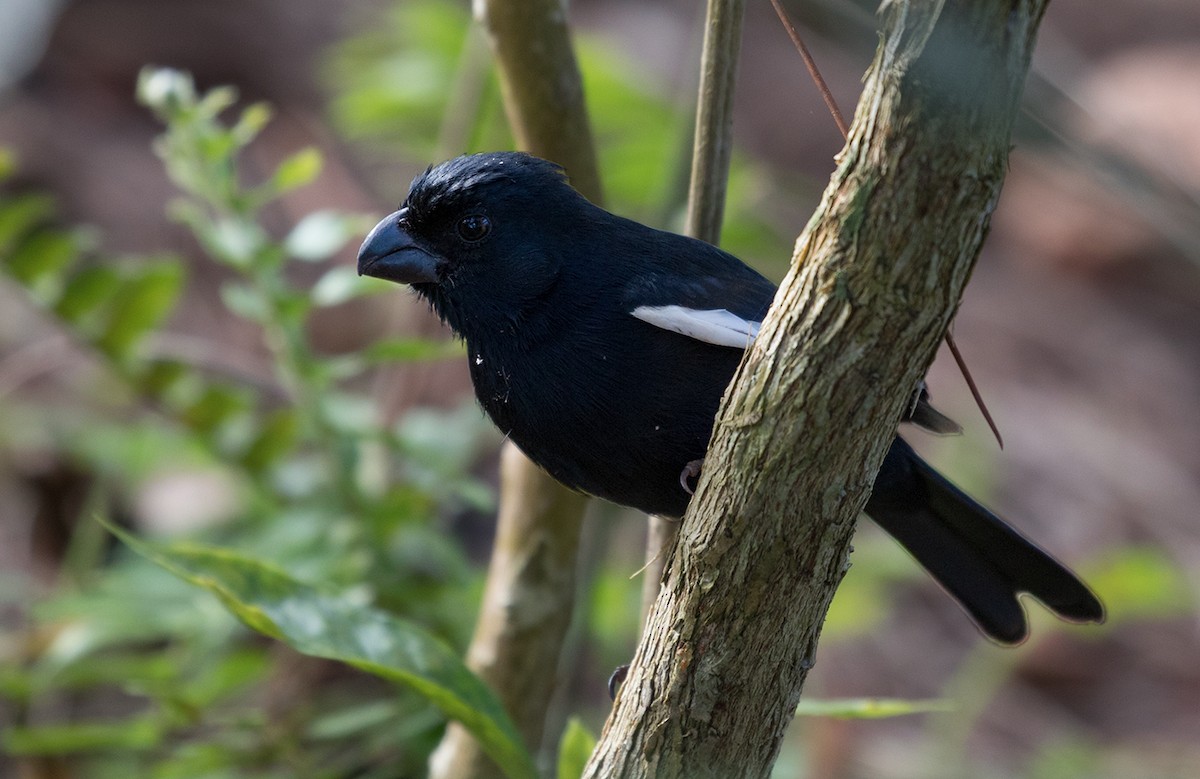 Cuban Bullfinch - ML89837331