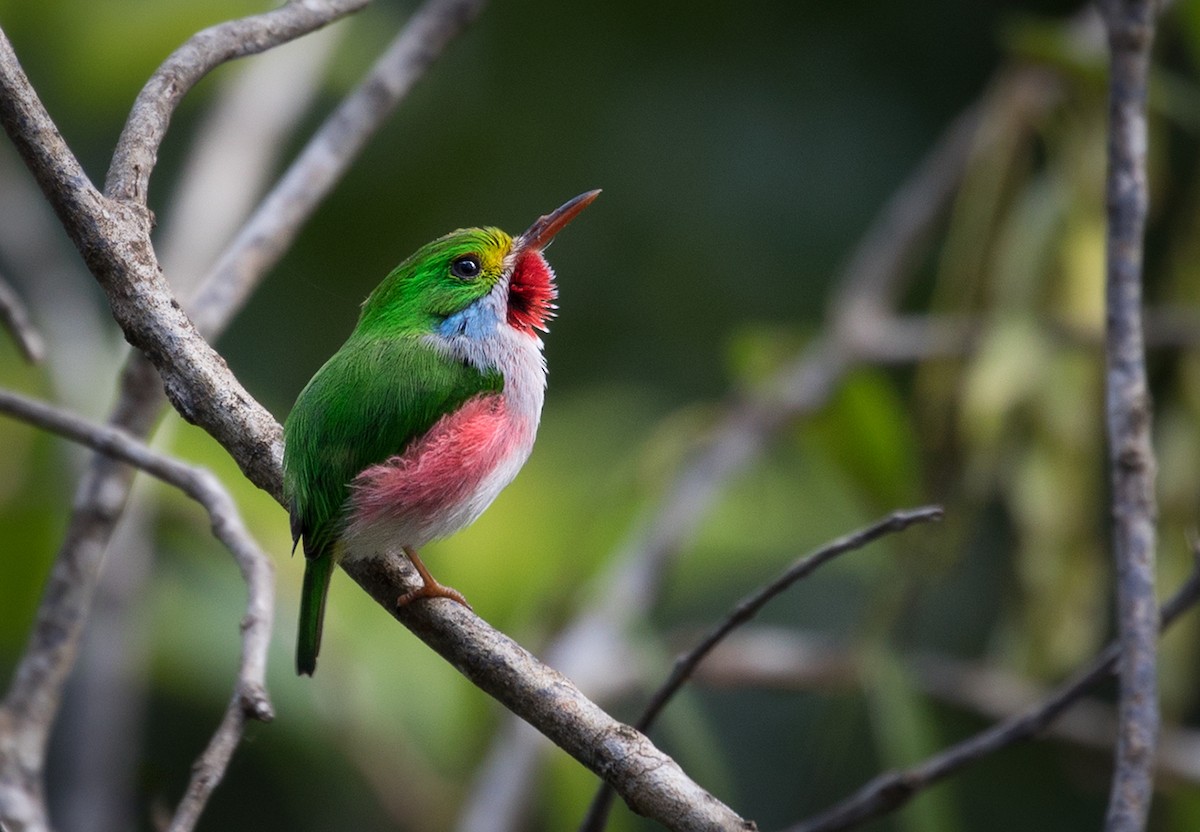 Cuban Tody - ML89837361