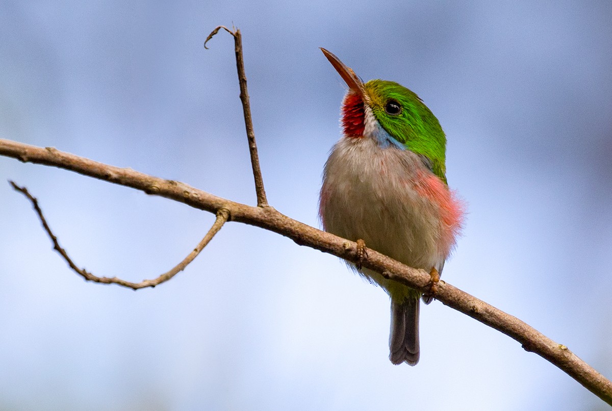 Cuban Tody - ML89837371