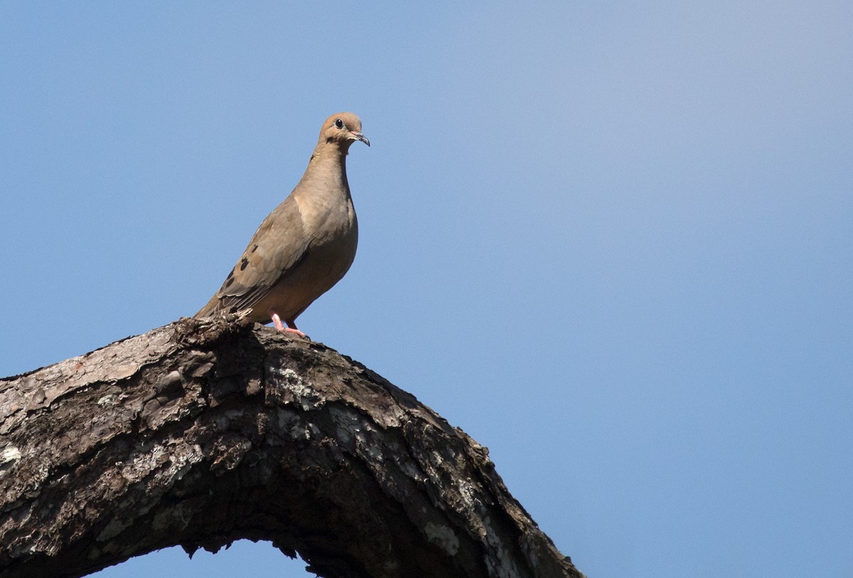 Mourning Dove - ML89837391