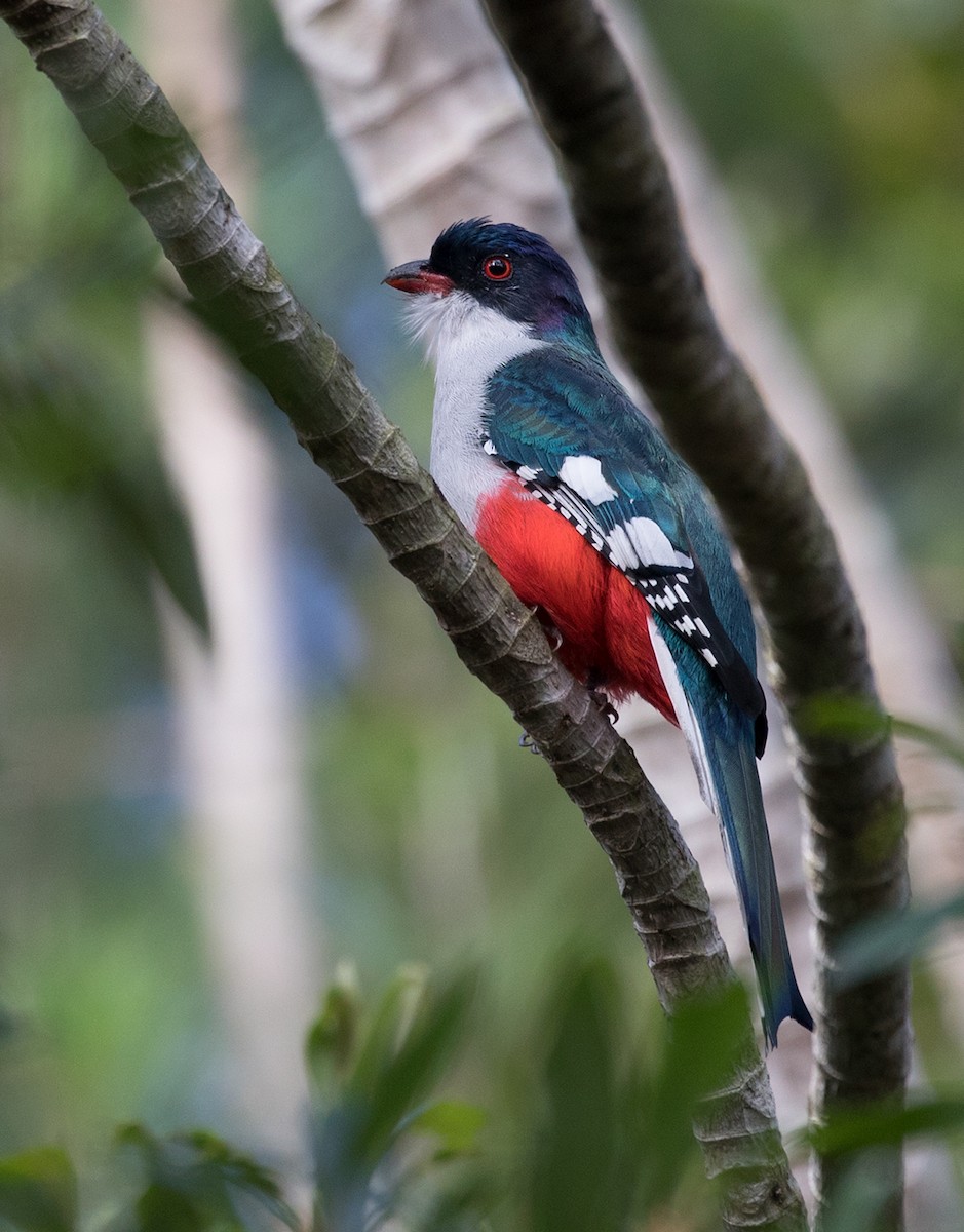 Cuban Trogon - ML89837401